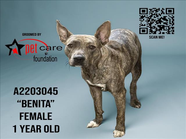 adoptable Dog in Los Angeles, CA named BENITA