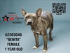 adoptable Dog in  named BENITA