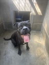 adoptable Dog in  named SHOKA
