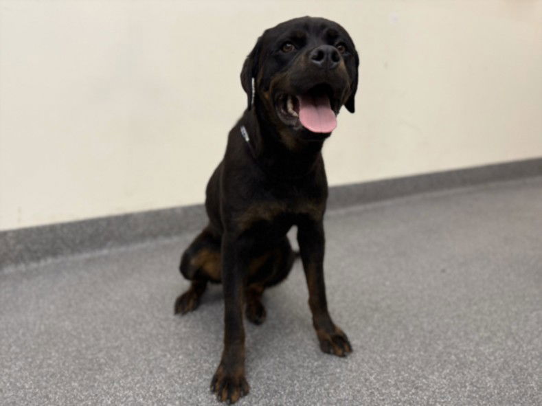 adoptable Dog in Los Angeles, CA named CHAMP