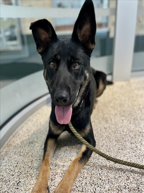 adoptable Dog in Los Angeles, CA named BETTY SPAGHETTI