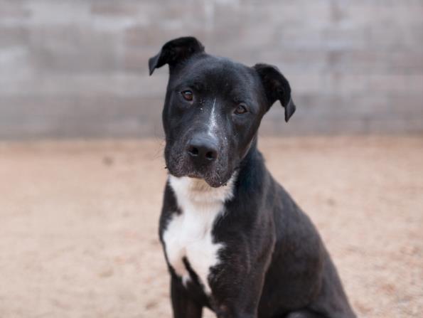 adoptable Dog in Los Angeles, CA named GEMINI
