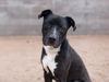 adoptable Dog in  named GEMINI