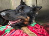 adoptable Dog in  named SLY