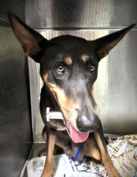 adoptable Dog in Los Angeles, CA named ROXY