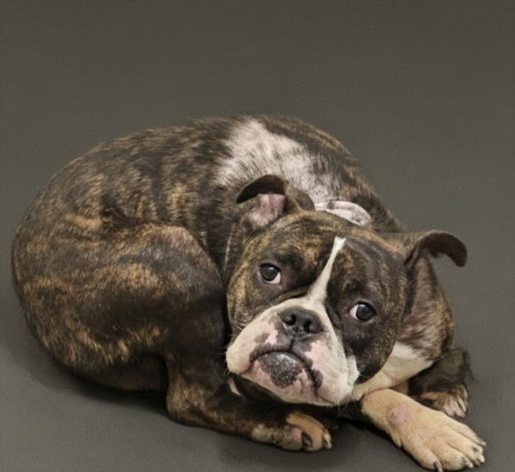 adoptable Dog in Los Angeles, CA named GINNY