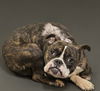 adoptable Dog in  named GINNY