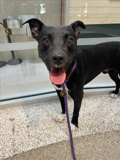 adoptable Dog in Los Angeles, CA named THE FONZ