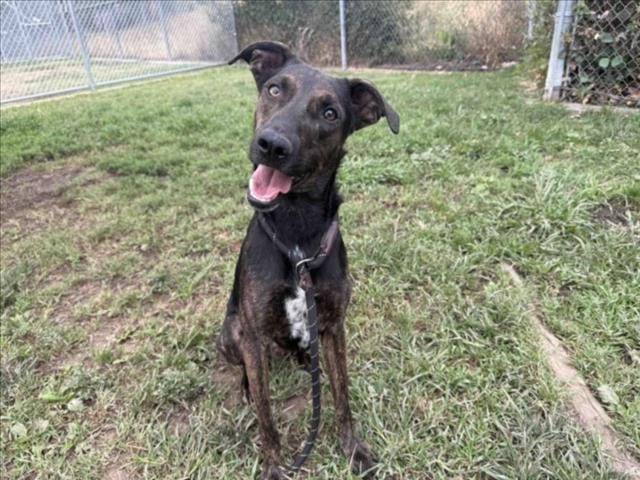 adoptable Dog in Los Angeles, CA named ARCHIE