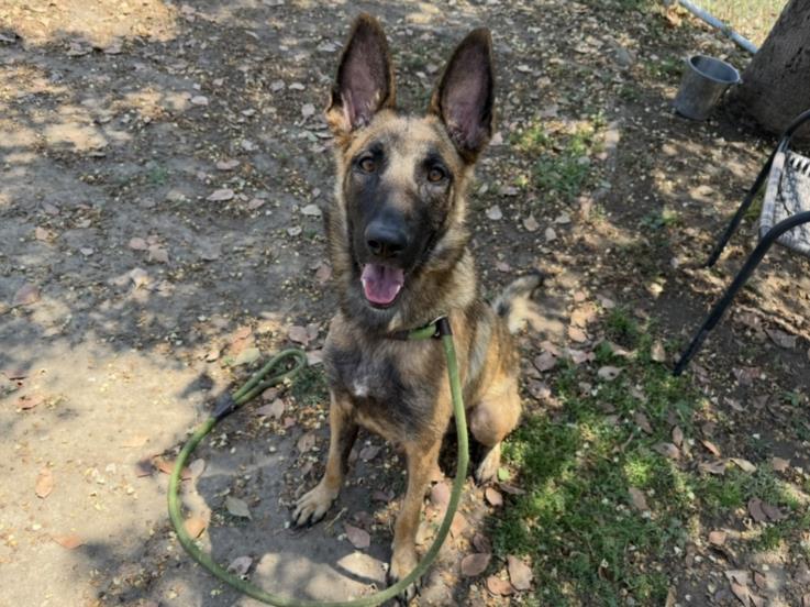 adoptable Dog in Los Angeles, CA named SHEILA