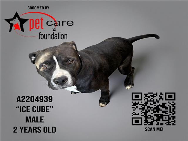 adoptable Dog in Los Angeles, CA named ICE CUBE