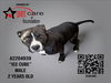 adoptable Dog in  named ICE CUBE