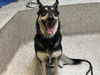 adoptable Dog in  named DANTE