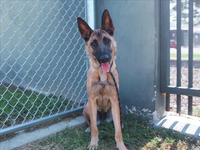 adoptable Dog in Los Angeles, CA named ZUZU