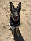 adoptable Dog in  named KANGA