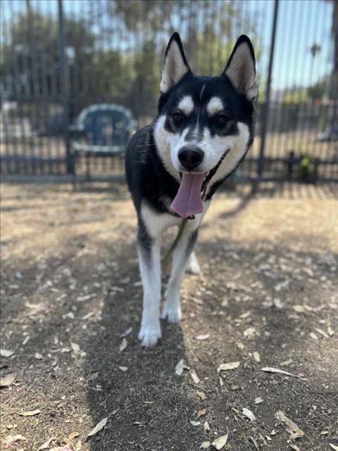 adoptable Dog in Los Angeles, CA named SOTO