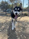 adoptable Dog in  named SOTO