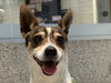 adoptable Dog in  named BOW