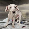 adoptable Dog in  named CALVIN