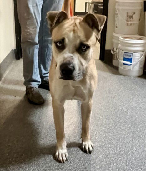 adoptable Dog in Los Angeles, CA named PEDRO