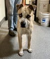 adoptable Dog in  named PEDRO