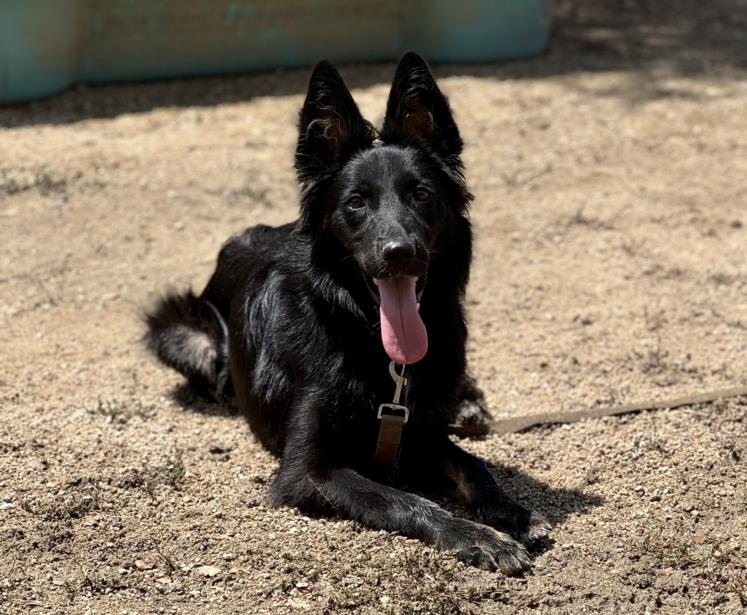 adoptable Dog in Los Angeles, CA named BIG CARL