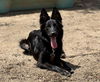 adoptable Dog in  named BIG CARL
