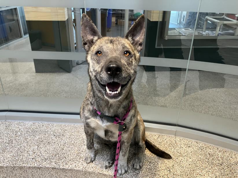 adoptable Dog in Los Angeles, CA named NINA