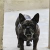 adoptable Dog in  named CCOKIE CRISP