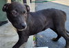 adoptable Dog in  named WAGGS