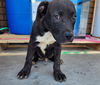 adoptable Dog in  named DILLARD