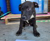 adoptable Dog in  named PUDGE