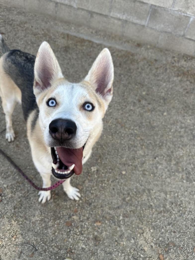 adoptable Dog in Los Angeles, CA named TUNA