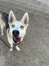 adoptable Dog in  named TUNA