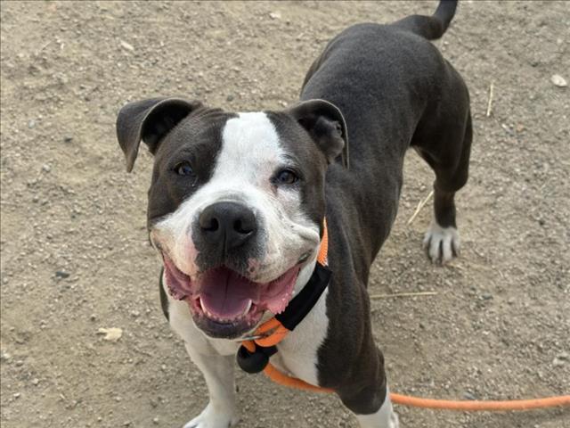 adoptable Dog in Los Angeles, CA named LIL MAMA