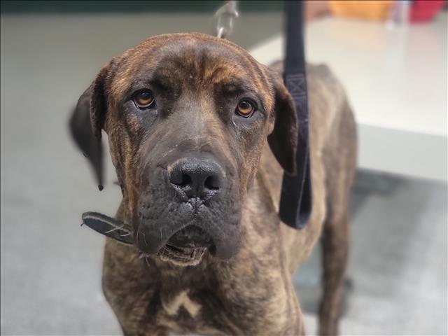 adoptable Dog in Los Angeles, CA named GHOST