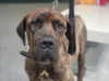 adoptable Dog in  named GHOST