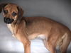 adoptable Dog in  named PRINCESS PEACH