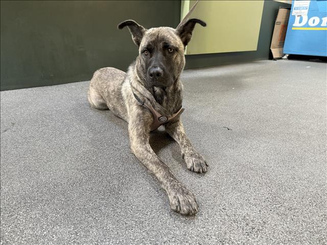 adoptable Dog in Los Angeles, CA named MADDIE
