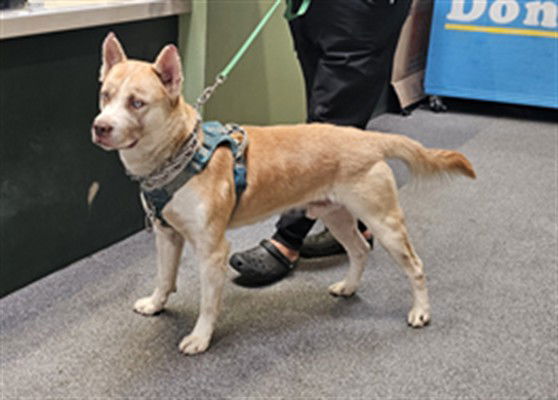adoptable Dog in Los Angeles, CA named RICKY