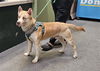 adoptable Dog in  named RICKY