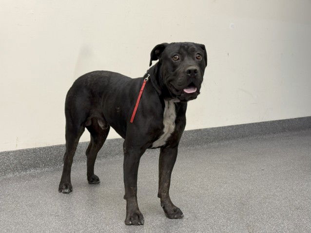 adoptable Dog in Los Angeles, CA named DODGE