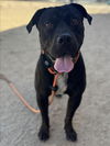 adoptable Dog in  named DODGE