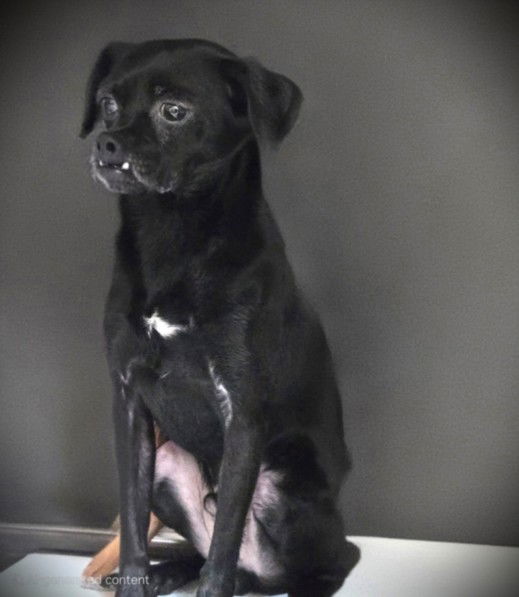 adoptable Dog in Los Angeles, CA named GOOMBA
