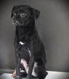 adoptable Dog in  named GOOMBA