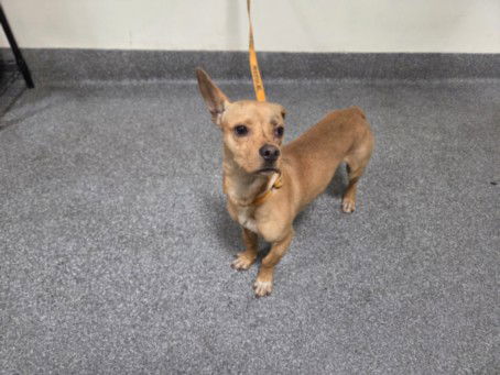 adoptable Dog in Los Angeles, CA named TOBY