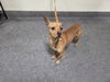 adoptable Dog in  named TOBY