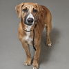 adoptable Dog in  named TAMARINDO