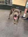 adoptable Dog in  named CHURRO