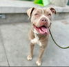 adoptable Dog in  named BEANS